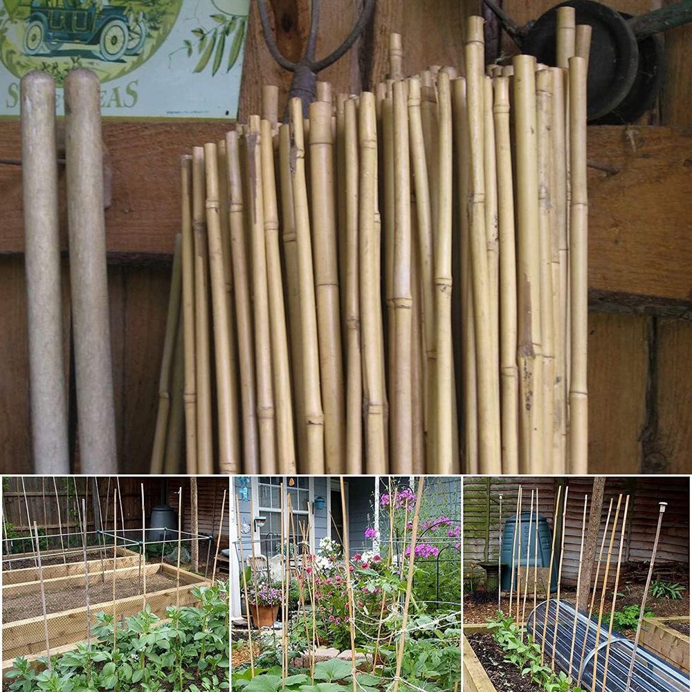 20 x 6FT (180cm) Bamboo Canes